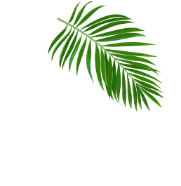 Mahorahora-gula-aren-leaf-1