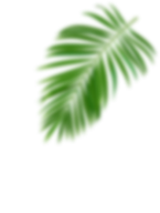 Mahorahora-gula-aren-leaf-5
