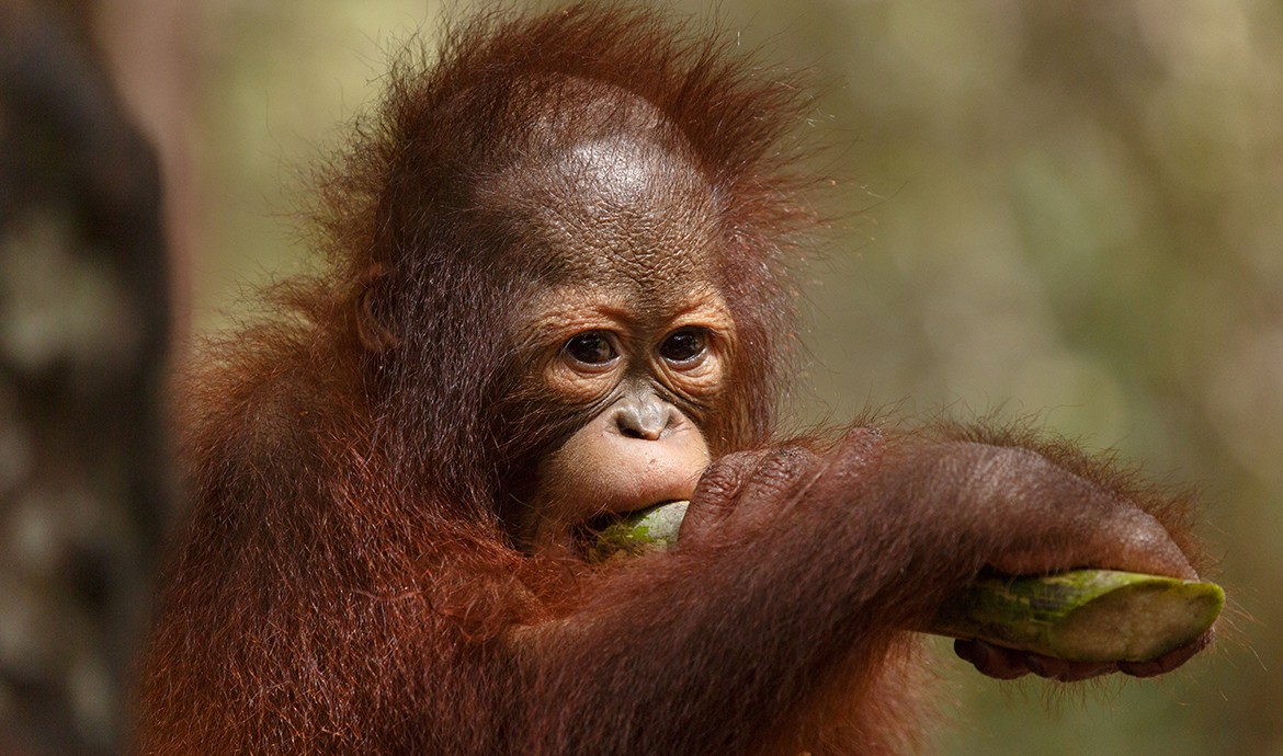 mengadopsi-mema-orangutan-kalimantan
